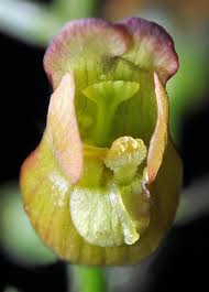 Attēlu rezultāti vaicājumam “Scrophularia nodosa flower”