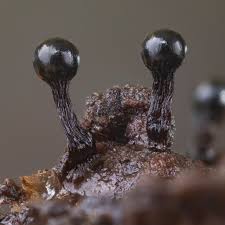 Attēlu rezultāti vaicājumam “Trichia botrytis var. cerifera spores”