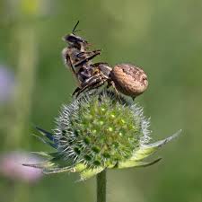 Attēlu rezultāti vaicājumam “Xysticus cristatus”
