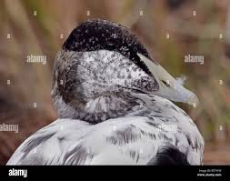 Attēlu rezultāti vaicājumam “Somateria mollissima juvenile”