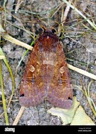 Attēlu rezultāti vaicājumam “Noctua pronuba”