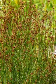 Attēlu rezultāti vaicājumam “Juncus effusus fruit”