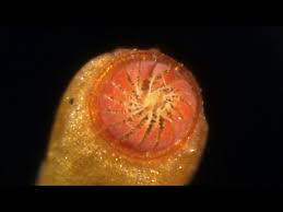 Attēlu rezultāti vaicājumam “Funaria hygrometrica sporophyte”