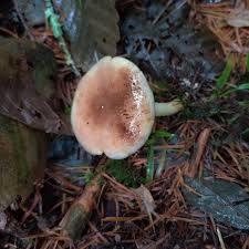 Attēlu rezultāti vaicājumam “Stropharia hornemannii”