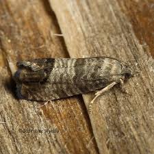 Attēlu rezultāti vaicājumam “Cydia pomonella”