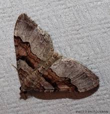 Attēlu rezultāti vaicājumam “Xanthorhoe quadrifasiata”