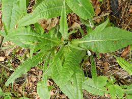 Image result for Knautia dipsacifolia
