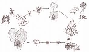 Attēlu rezultāti vaicājumam “Pteropsida”