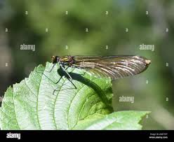 Attēlu rezultāti vaicājumam “Calopteryx virgo female”