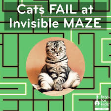 Image result for invisible cat