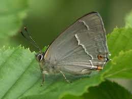 Attēlu rezultāti vaicājumam “Favonius quercus underside”