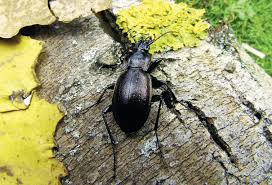 Attēlu rezultāti vaicājumam “Carabus nemoralis”