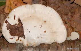 Attēlu rezultāti vaicājumam “Tyromyces chioneus”