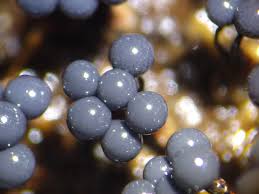 Attēlu rezultāti vaicājumam “Cribraria vulgaris”