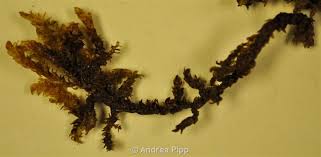 Attēlu rezultāti vaicājumam “Scorpidium scorpioides”