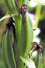 Image result for "Platanthera solstitialis var. densiflora"