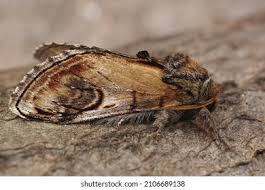 Attēlu rezultāti vaicājumam “Notodonta ziczac”