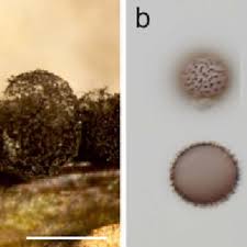 Attēlu rezultāti vaicājumam “Arcyria globosa”