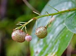 Attēlu rezultāti vaicājumam “Maianthemum bifolium fruit”