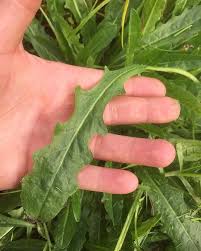 Attēlu rezultāti vaicājumam “Hypochaeris radicata leaf”