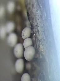 Attēlu rezultāti vaicājumam “Diderma montanum spores”