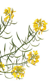 Attēlu rezultāti vaicājumam “Brassica napus flower”