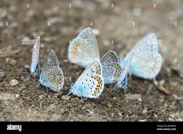 Attēlu rezultāti vaicājumam “Plebejus argyrognomon”