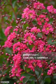Attēlu rezultāti vaicājumam “Lythraceae”
