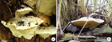 Attēlu rezultāti vaicājumam “Trametes suaveolens”