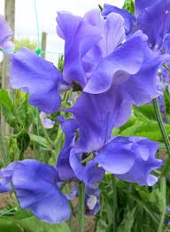 Image result for Lathyrus odoratus