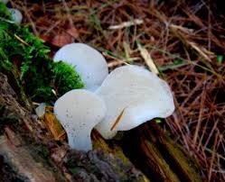 Attēlu rezultāti vaicājumam “Pseudohydnum gelatinosum”