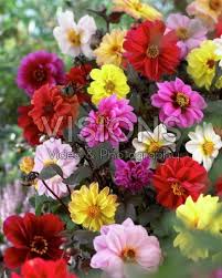 Image result for Dahlia `Red Skin`
