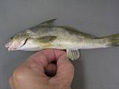 Image result for Menticirrhus americanus