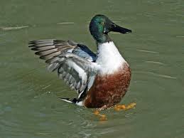 Attēlu rezultāti vaicājumam “Anas clypeata”