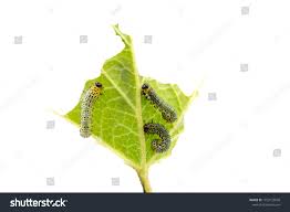 Attēlu rezultāti vaicājumam “Nematus ribesii larva”