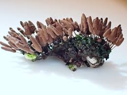 Attēlu rezultāti vaicājumam “Stemonitis sp.”