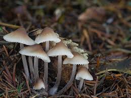 Attēlu rezultāti vaicājumam “Mycena zephirus”