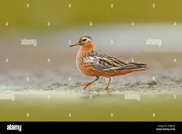 Attēlu rezultāti vaicājumam “Phalaropus fulicarius”