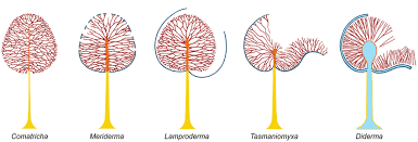 Attēlu rezultāti vaicājumam “Colloderma sp.”