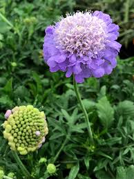 Image result for Scabiosa columbaria