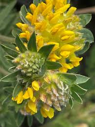 Image result for Anthyllis vulneraria