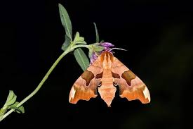 Attēlu rezultāti vaicājumam “Mimas tiliae”