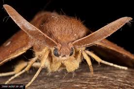 Attēlu rezultāti vaicājumam “Orthosia miniosa”