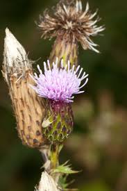 Attēlu rezultāti vaicājumam “Cirsium arvense fruit”