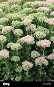 Attēlu rezultāti vaicājumam “Hylotelephium maximum leaf”