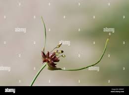 Attēlu rezultāti vaicājumam “Allium oleraceum bud”