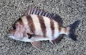 Image result for Archosargus probatocephalus