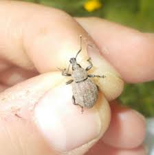 Attēlu rezultāti vaicājumam “Rhynchaenus lonicerae”