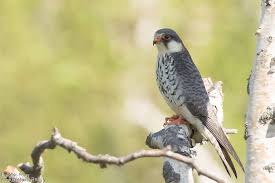 Image result for Falco amurensis