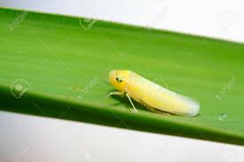 Attēlu rezultāti vaicājumam “Cicadella viridis”